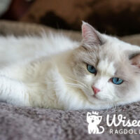 Blue Point Ragdoll Kitten Winter Park, Florida