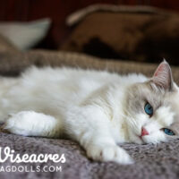 Blue Point Ragdoll Kitten Winter Park, Florida