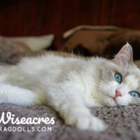 Blue Point Ragdoll Kitten Winter Park, Florida