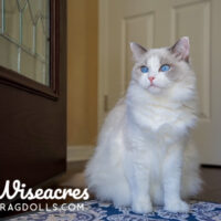 Blue Point Ragdoll Kitten Winter Park, Florida