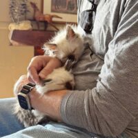 Seal Point Mitted Ragdoll Kittens in Miami, Florida