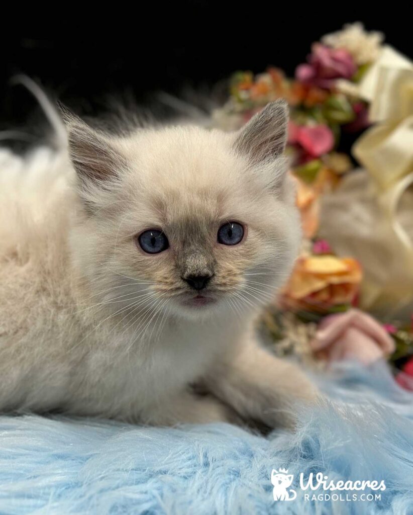 Blue Ragdoll Kitten For Sale