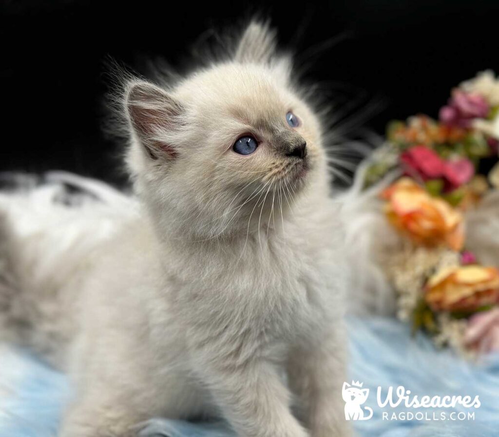 Blue Ragdoll Kitten For Sale