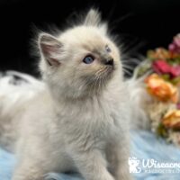 Blue Ragdoll Kitten For Sale