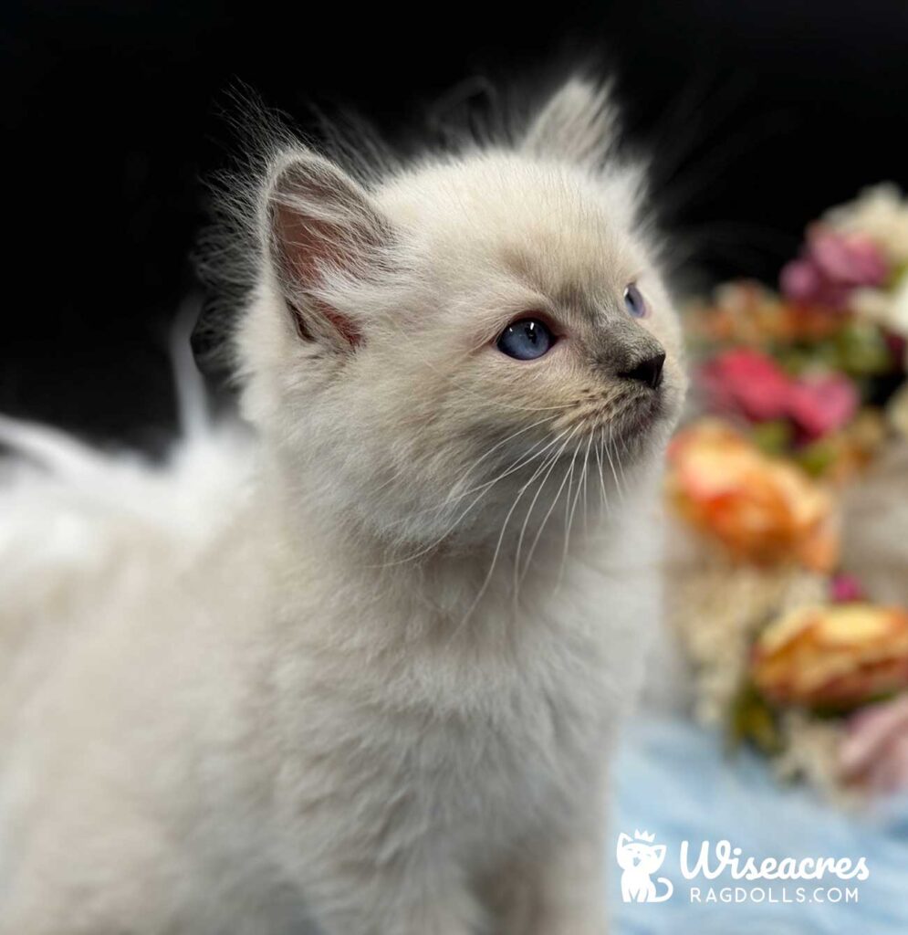 Blue Ragdoll Kitten For Sale