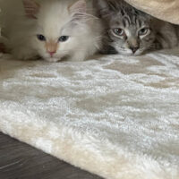 Cream Point Ragdoll Kitten in Reno, Nevada