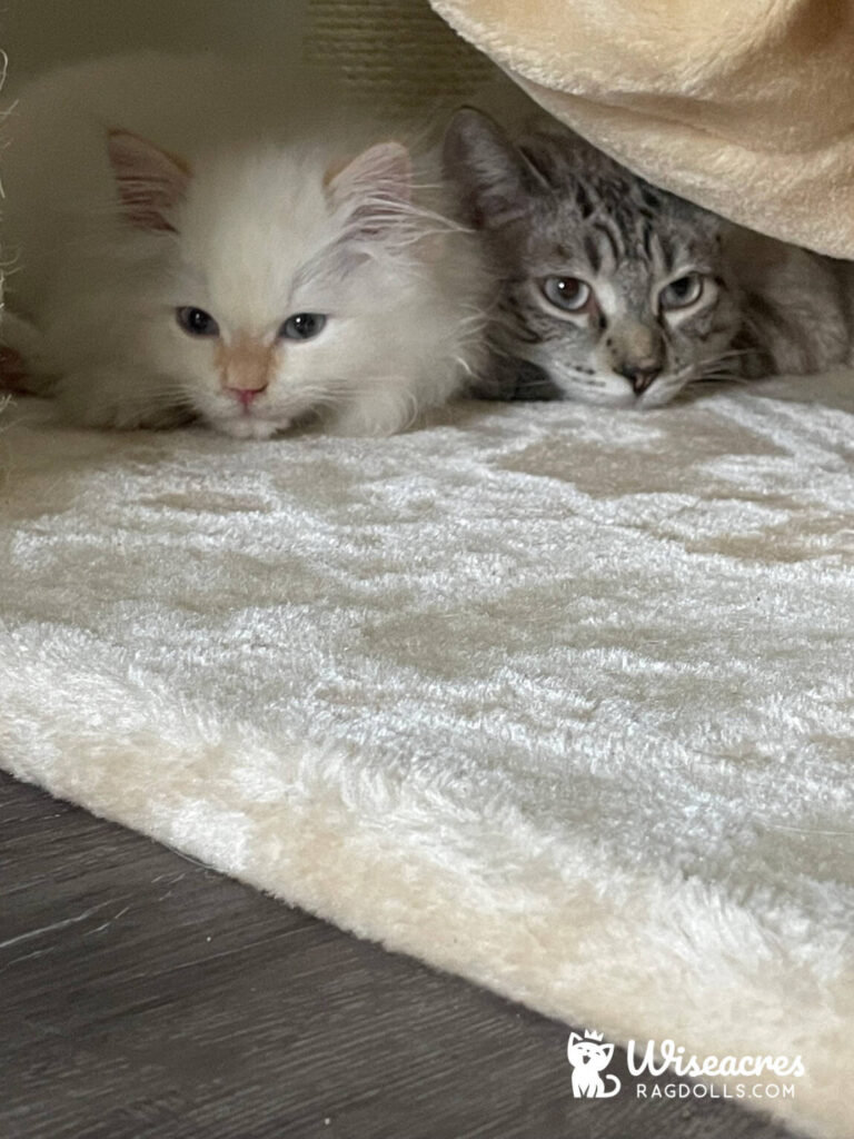 Cream Point Ragdoll Kitten in Reno, Nevada