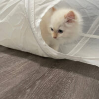 Cream Point Ragdoll Kitten in Reno, Nevada