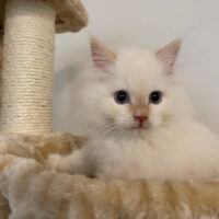 Cream Point Ragdoll Kitten in Reno, Nevada