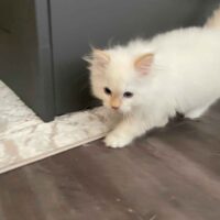 Cream Point Ragdoll Kitten in Reno, Nevada