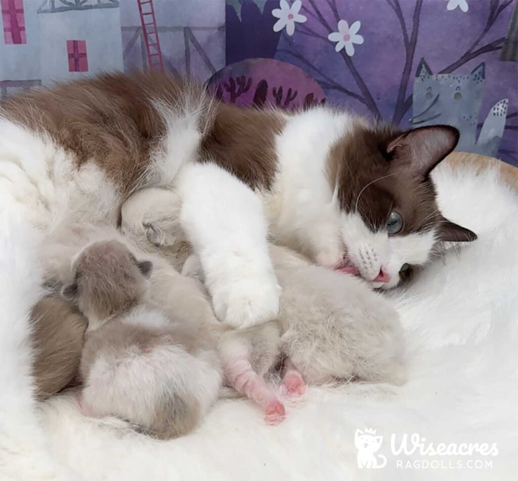 Julia Seal Bicolor Ragdoll Cat Takes Good Care of Her Babies!