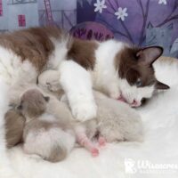 Julia Seal Bicolor Ragdoll Cat Takes Good Care of Her Babies!