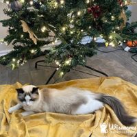 Seal Point Bicolor Ragdoll Cat in Piedmont, Oklahoma