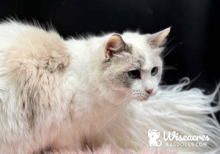 Blue Bicolor Ragdoll Cat