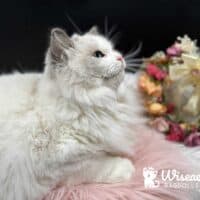 Blue Bicolor Ragdoll Cat