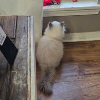 Blue Point Mitted Ragdoll Kitten in Greenwood Arkansas