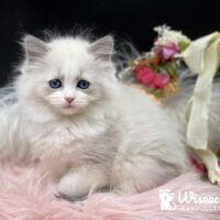 Blue Point Ragdoll Kitten in Hot Springs, Arkansas