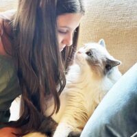 Blue Point Ragdoll Kitten in Hot Springs, Arkansas