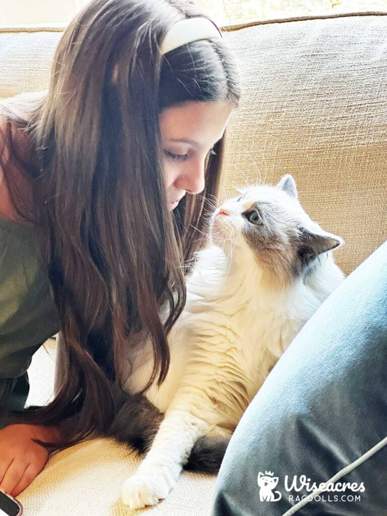 Blue Point Ragdoll Kitten in Hot Springs, Arkansas