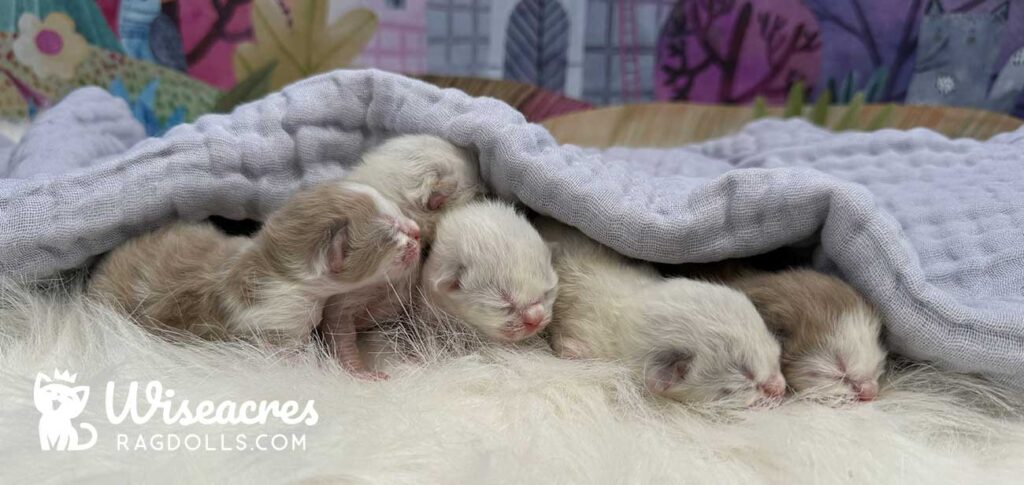 Ragdoll Kittens for Sale