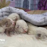 Ragdoll Kittens for Sale