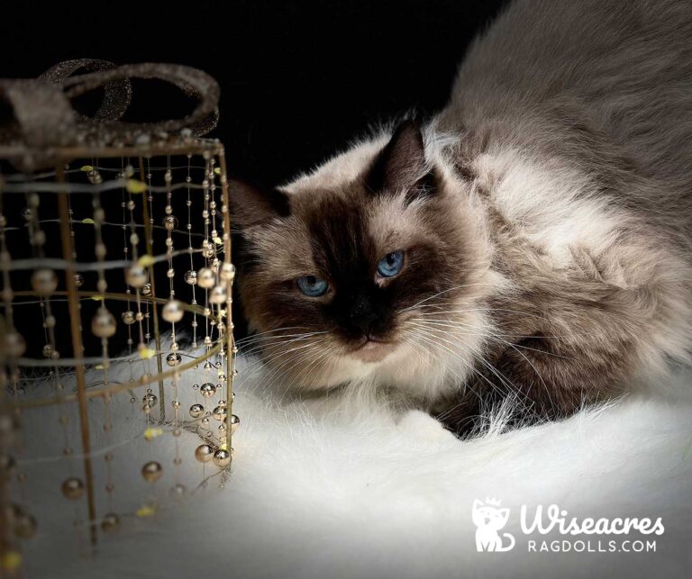 Seal Point Mitted Ragdoll Cat