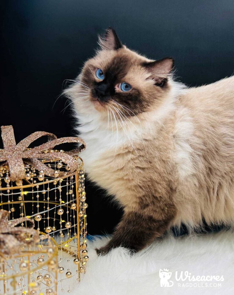 Seal Point Mitted Ragdoll Cat