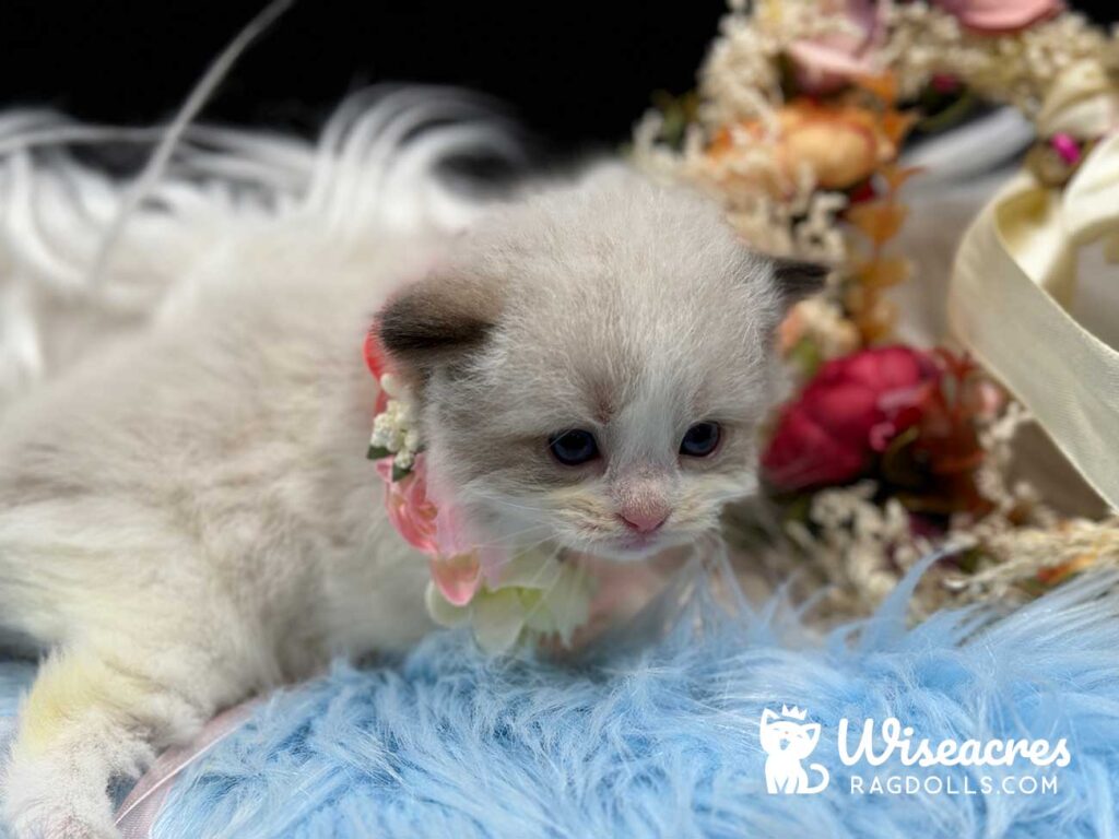 Chocolate Bicolor Mitted Ragdoll Kitten For Sale