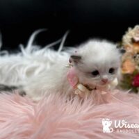 Seal Point Bicolor Mitted Ragdoll Kitten For Sale