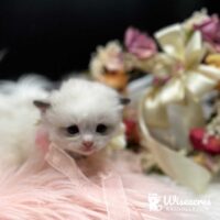 Seal Point Bicolor Mitted Ragdoll Kitten For Sale