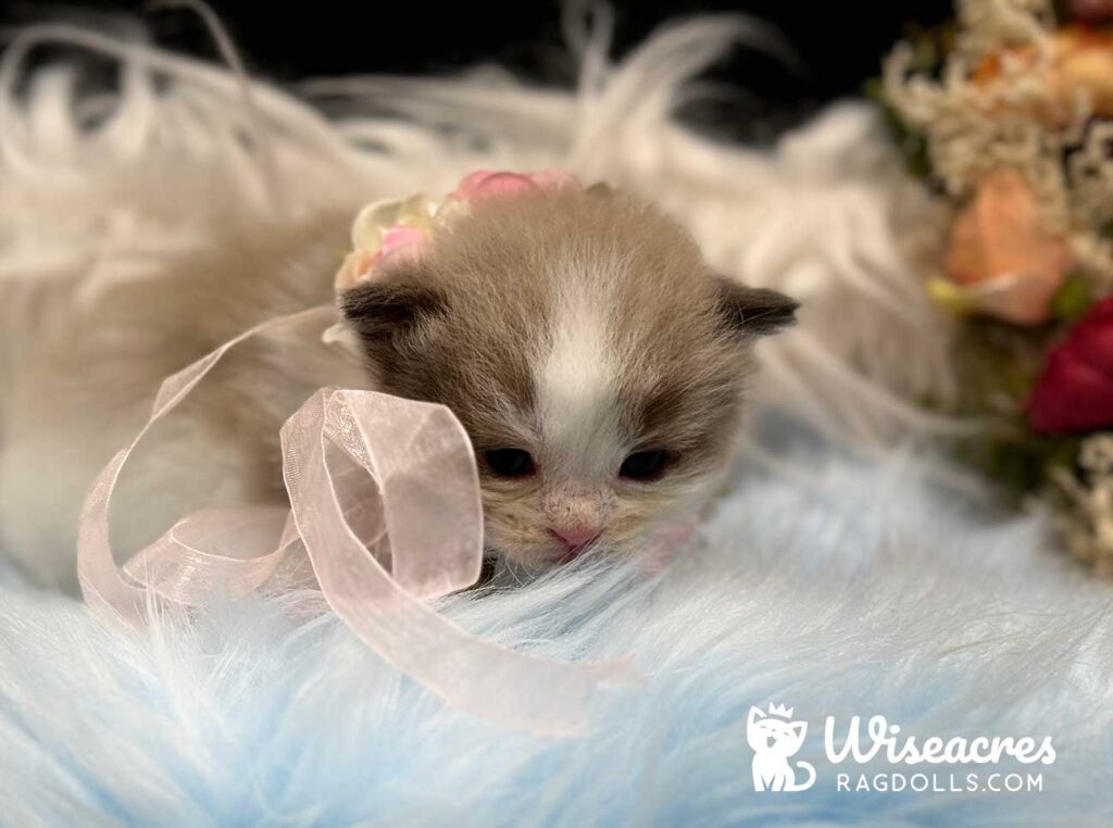 Mink Bicolor Mitted Ragdoll Kitten For Sale