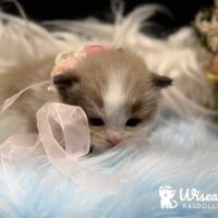 Mink Bicolor Mitted Ragdoll Kitten For Sale