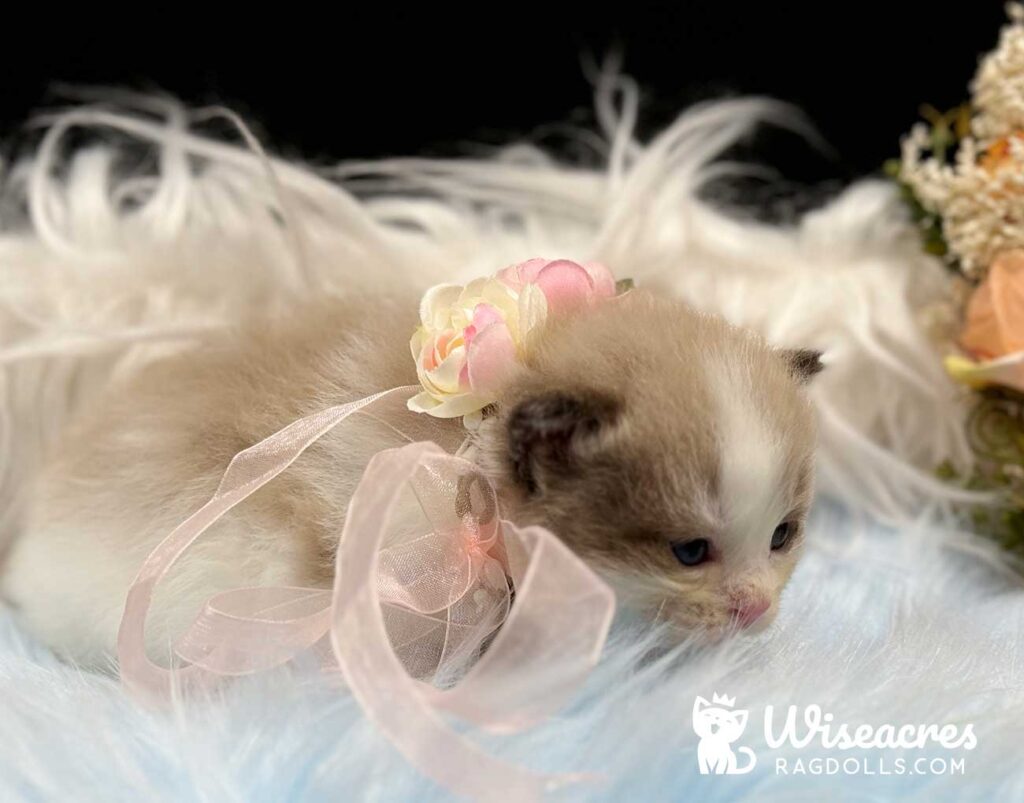 Mink Bicolor Mitted Ragdoll Kitten For Sale