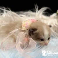 Mink Bicolor Mitted Ragdoll Kitten For Sale