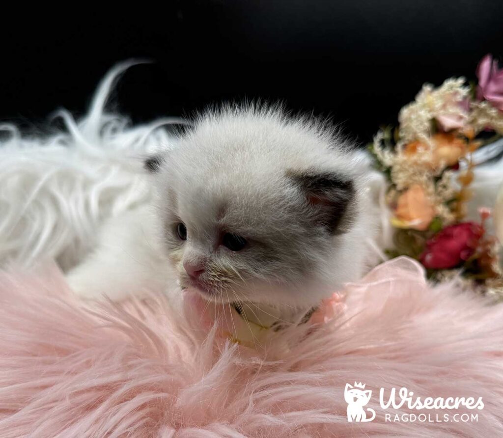 Seal Bicolor Mitted Ragdoll Kitten For Sale