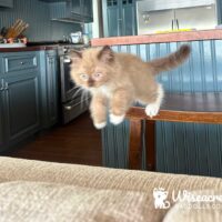 Mink Mitted Ragdoll Kitten in Little Rock, Arkansas