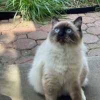 Seal Point Mitted Ragdoll kitten in Plano, Texas