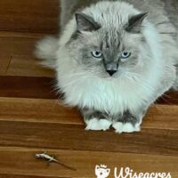 Seal Point MItted Ragdoll Cat Dunedin, Florida