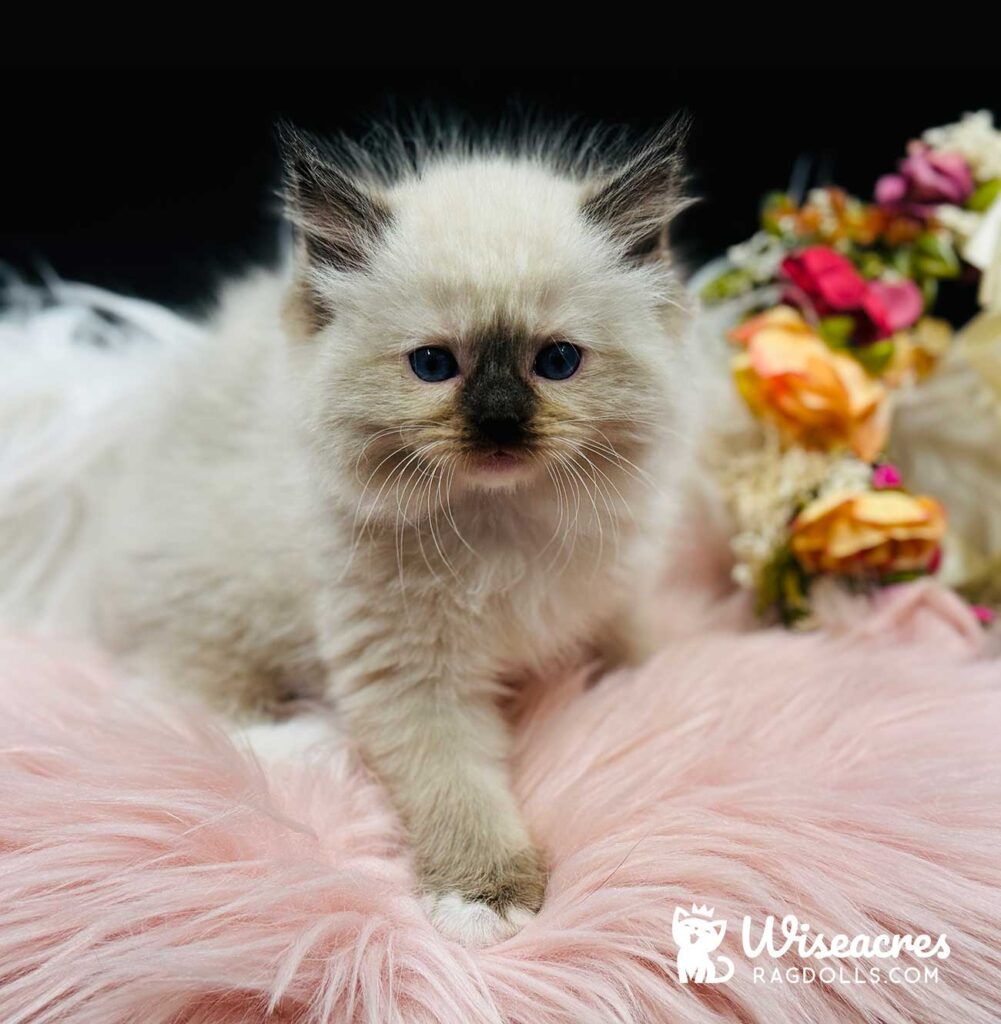 Seal Point Mitted Ragdoll Kitten For Sale