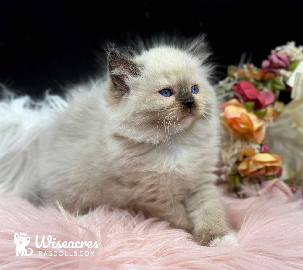 Seal Point Mitted Ragdoll Kitten For Sale