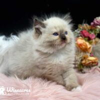 Seal Point Mitted Ragdoll Kitten For Sale