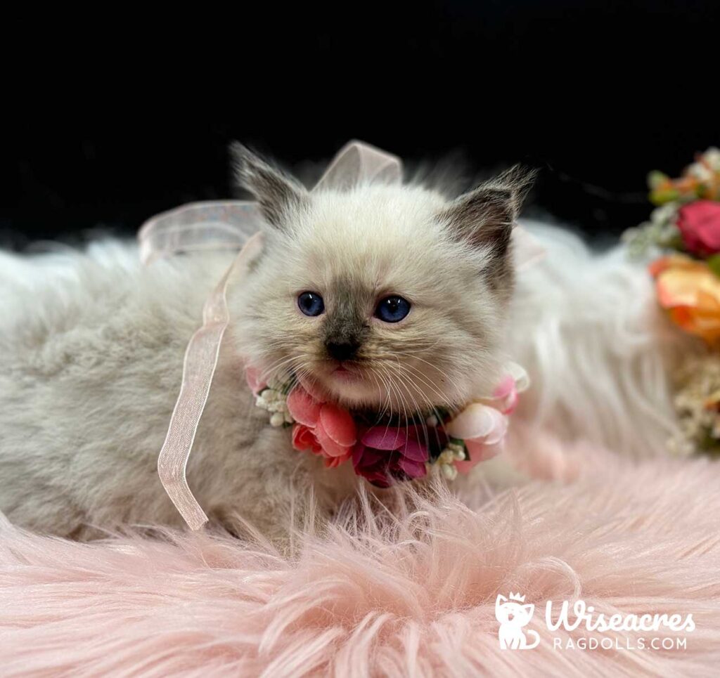 Seal Point Mitted Ragdoll Kitten For Sale