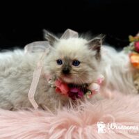 Seal Point Mitted Ragdoll Kitten For Sale