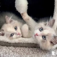 Blue Point Bicolor Kittens in Joplin, Missouri