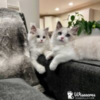 Blue Point Bicolor Kittens in Joplin, Missouri