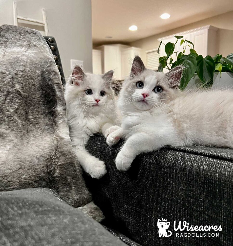 Blue Point Bicolor Kittens in Joplin, Missouri