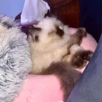 Seal Point Ragdoll Kitten in Norwell, Massachusetts