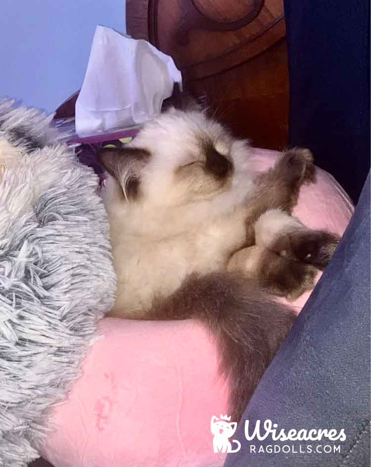 Seal Point Ragdoll Kitten in Norwell, Massachusetts