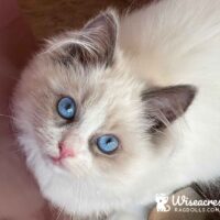 Seal Point Ragdoll Kitten in New York