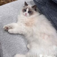 Seal Point Ragdoll Kitten in New York